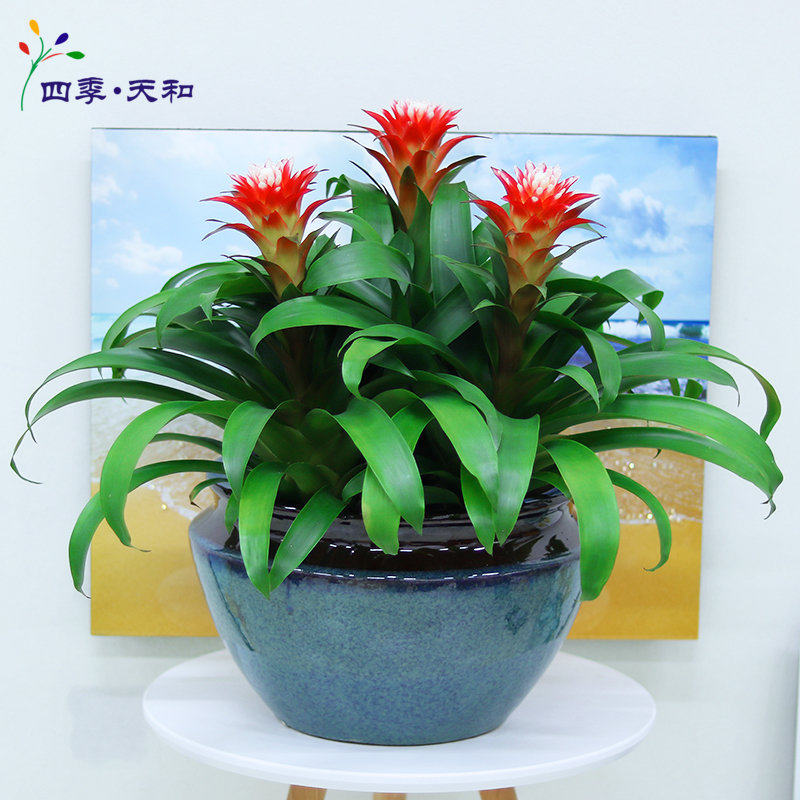 四季开花鸿运当头白雪丹妮绿植礼品盆栽花卉客厅室内办公植物空气_虎窝淘