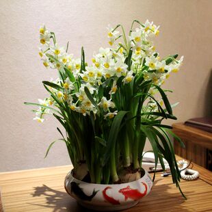 水养小水仙花盆栽观花植物花香清冽水培开花盆景花卉北京送货上门
