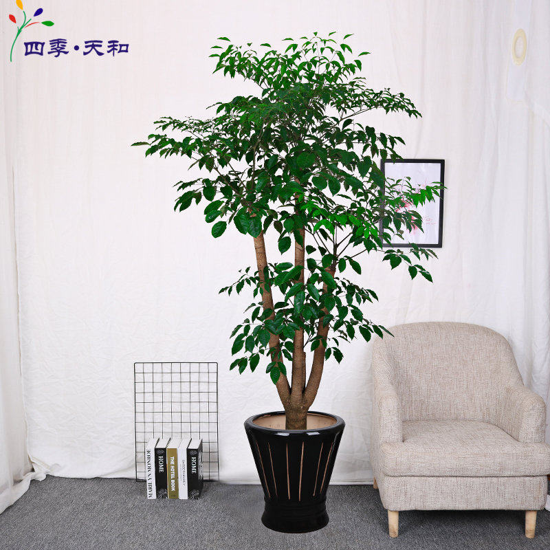 绿植大型盆栽北京送货乔迁空气