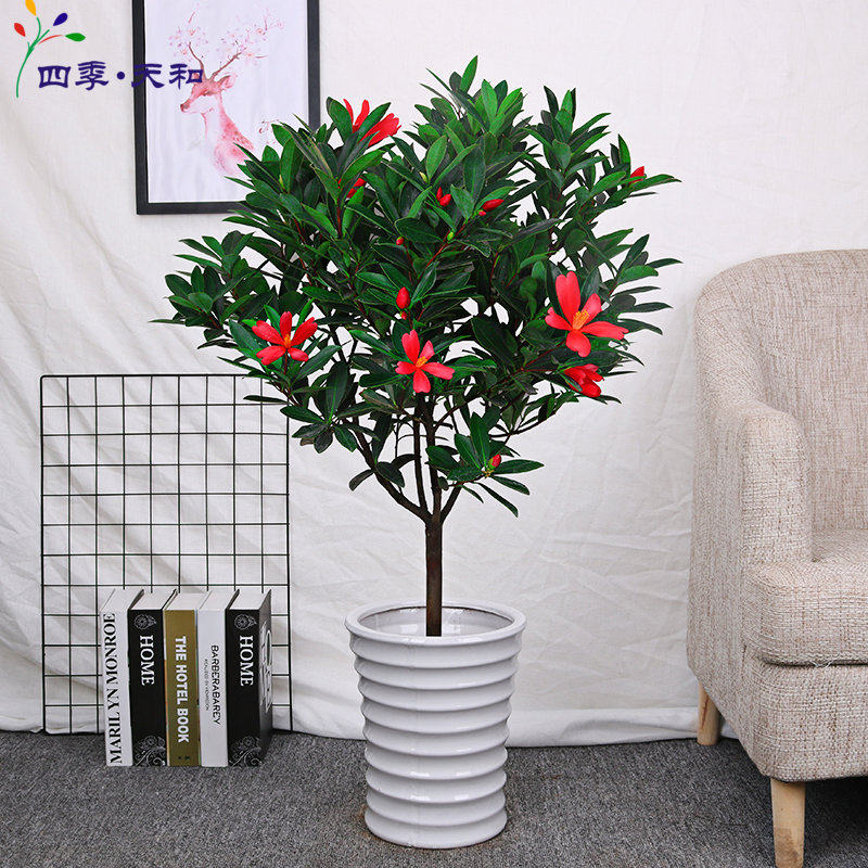 四季杜鹃茶花盆栽夏天开花杜鹃茶花树阳台窗台绿植带苞花卉盆栽