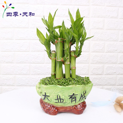 迷你观叶植物北京送货上门富贵竹