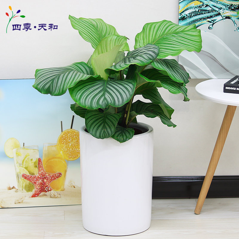 办公室青苹果净化空气卧室绿植