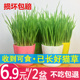 天然猫草以种好猫薄荷种子水培猫草盆栽猫咪去毛球零食调理肠胃