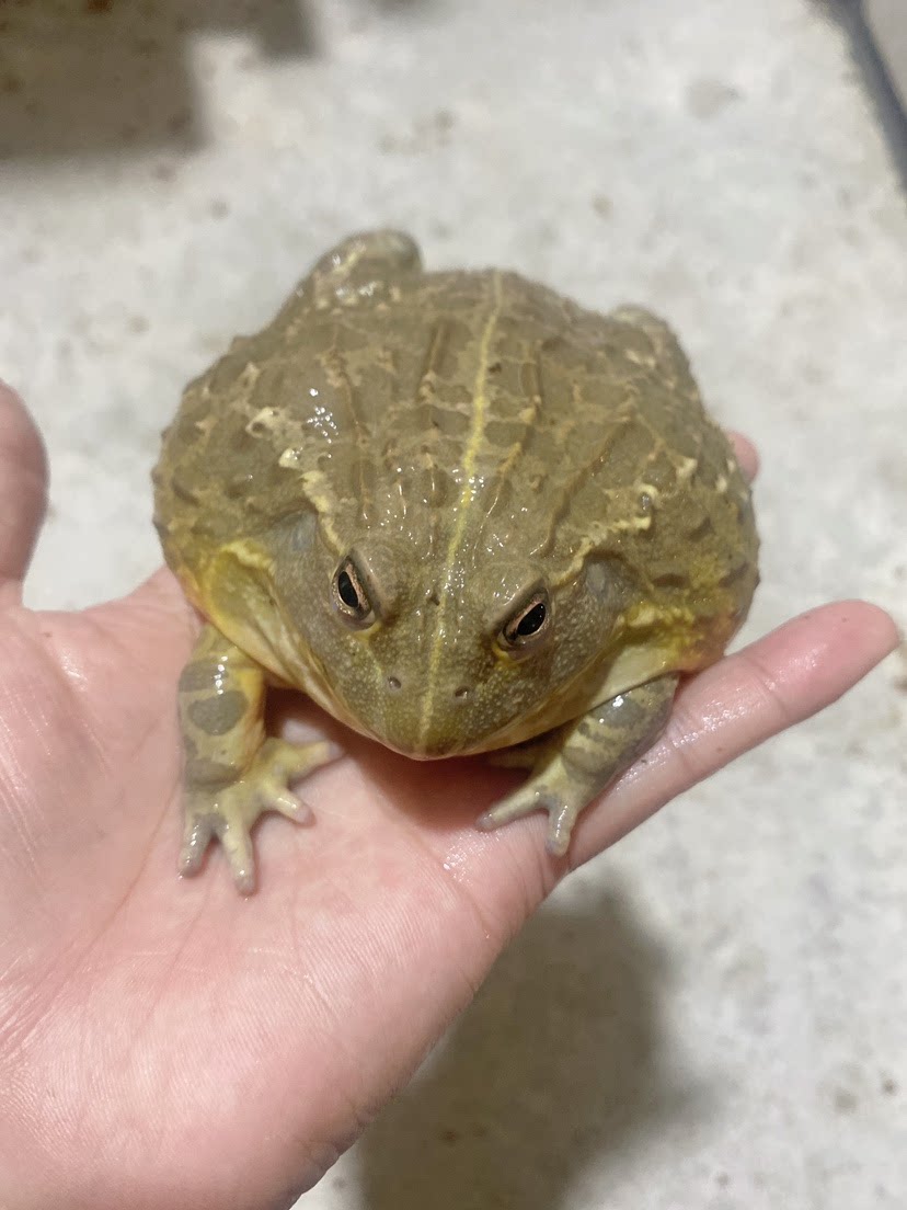 非洲牛蛙爬宠活物 非洲牛箱头蛙宠物招财蛙非牛活体巨型蝌蚪角蛙