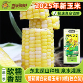 喜乐掰掰新品 黄白花糯玉米优质粗粮0添加软糯香甜玉米真空锁鲜