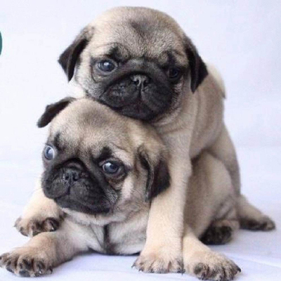 巴哥幼犬活体宠物小型纯种