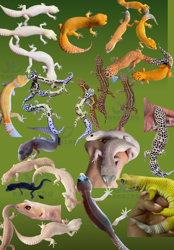 豹纹守宫蜥蜴活体新手入门网红个性异类爬宠冷血好养不占地方宠物