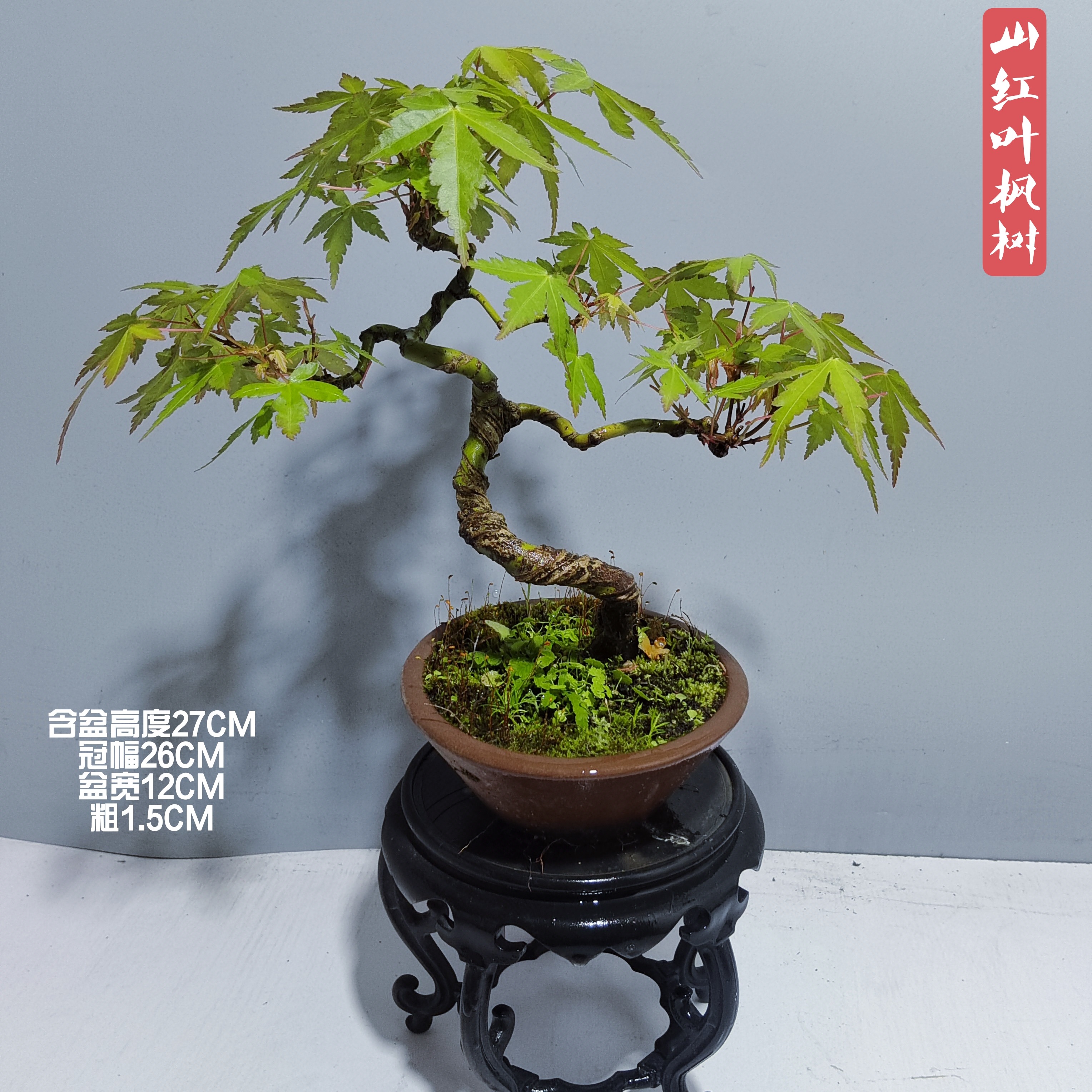 红枫微型盆景山红叶羽毛枫出猩猩客厅阳台观赏绿植禅意掌上盆栽