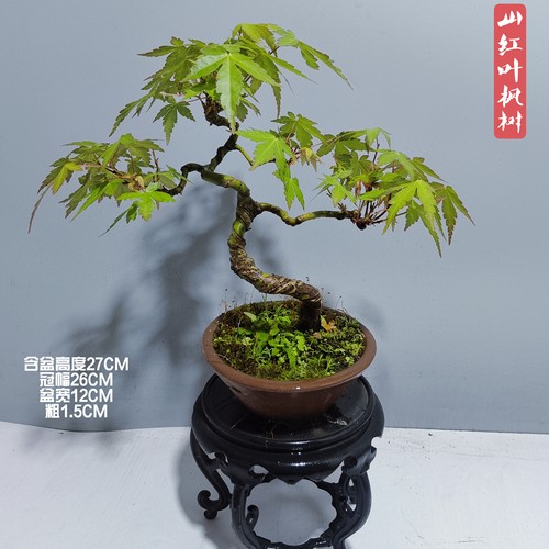红枫微型盆景山红叶羽毛枫出猩猩客厅阳台观赏绿植禅意掌上盆栽