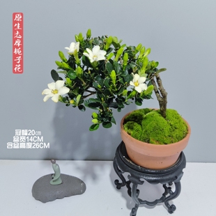 日本瓦叶达摩清誉一寸法师罗汉栀子花造型老桩年工精品盆景盆栽