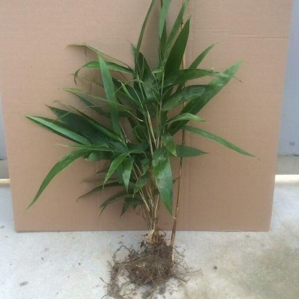 阔叶箬竹棕树苗粽叶苗箬叶苗四季常青带土球大粽叶苗盆栽庭院种苗图片