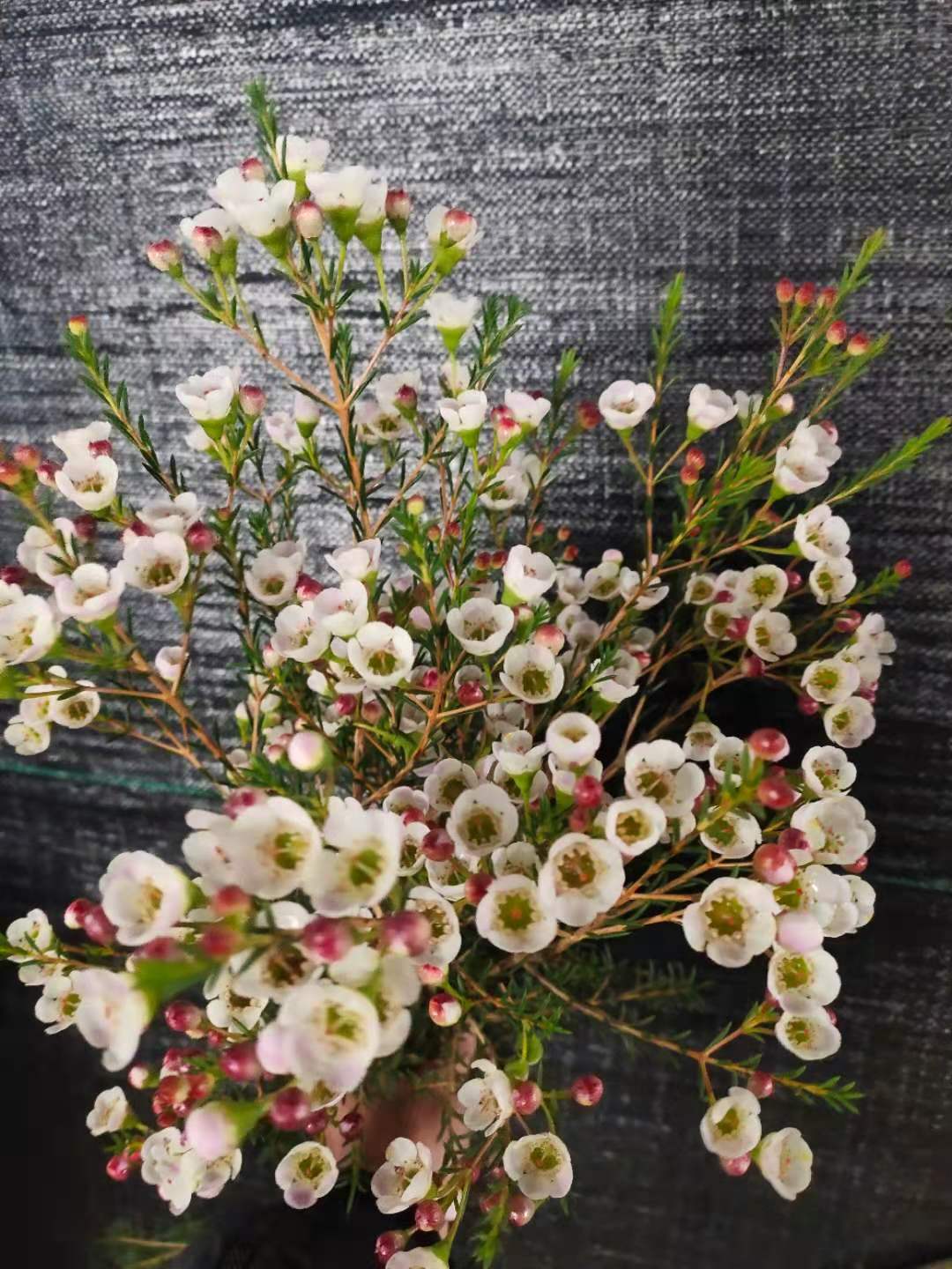 云南昆明鲜花基地直发国产进口澳梅腊梅鲜切花水养家庭办公室插花