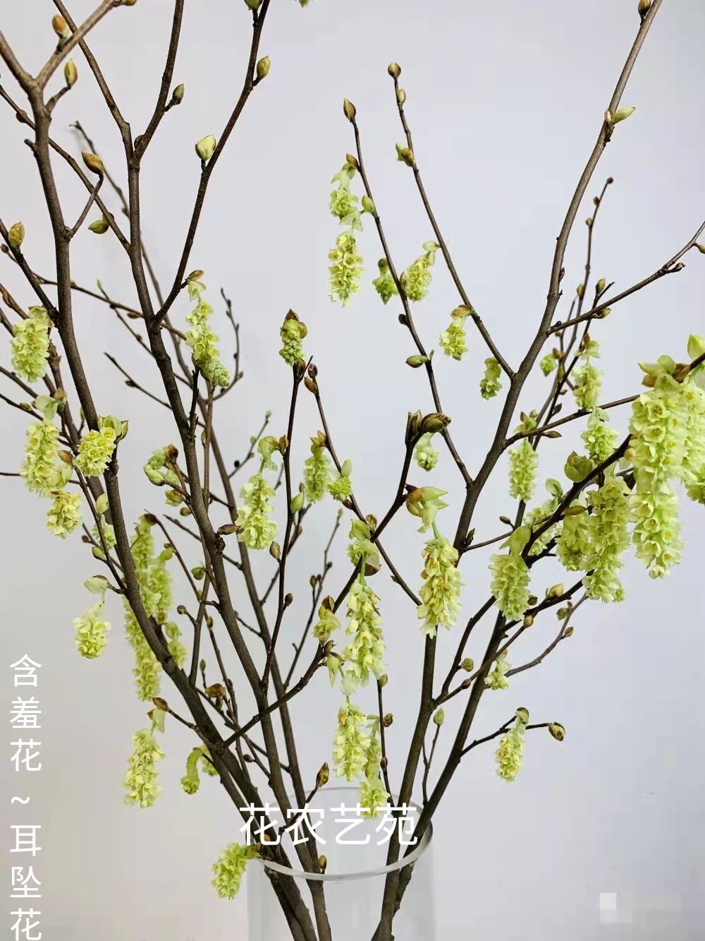 含羞花耳坠花鲜切枝水养室内插花