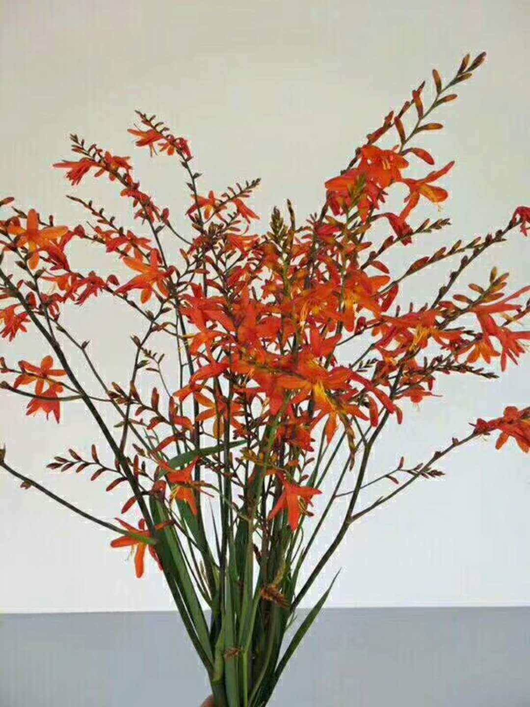 云南昆明鲜花基地直发火焰兰天堂鸟鲜切花水养家庭办公室内插花