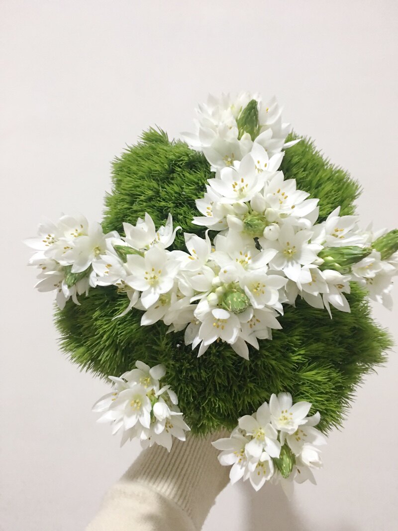 云南昆明鲜花基地直发绿毛球鲜切花水养办公室内家庭插花配花花材