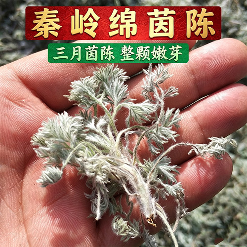 三月茵陈整颗嫩芽干净无杂质