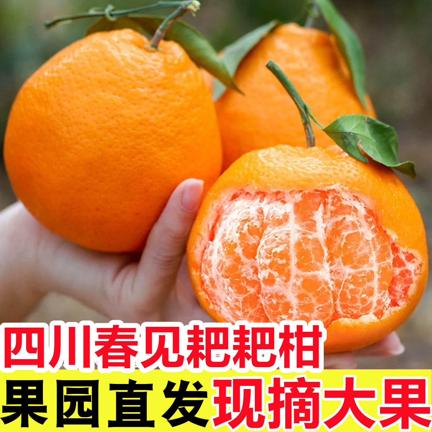 正宗四川春见耙耙柑粑粑柑丑柑橘新鲜水果当季桔子丑八怪整箱10斤,水产肉类/新鲜蔬果/熟食,桔子,淘宝优惠券,粉丝福利购,淘宝优惠卷