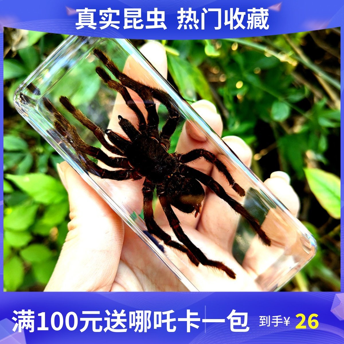 真实小动物昆虫标本环保树脂甲虫蜈蚣蝎子螳螂蝗虫蜘蛛大号礼盒