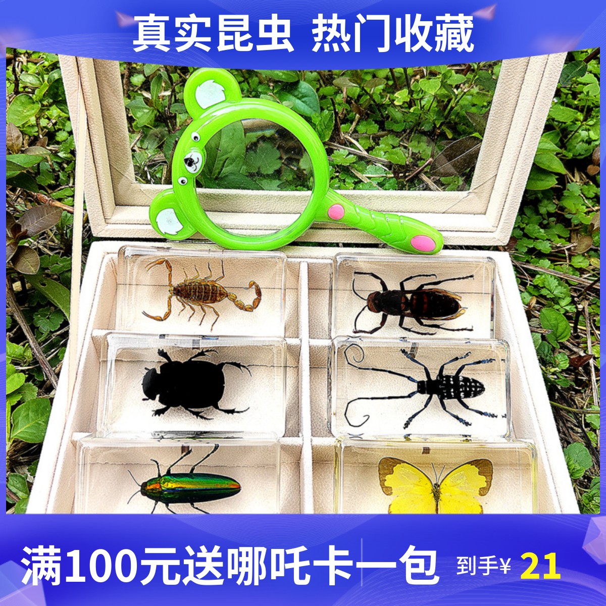 真实昆虫树脂标本蜻蜓蜈蚣蜘蛛