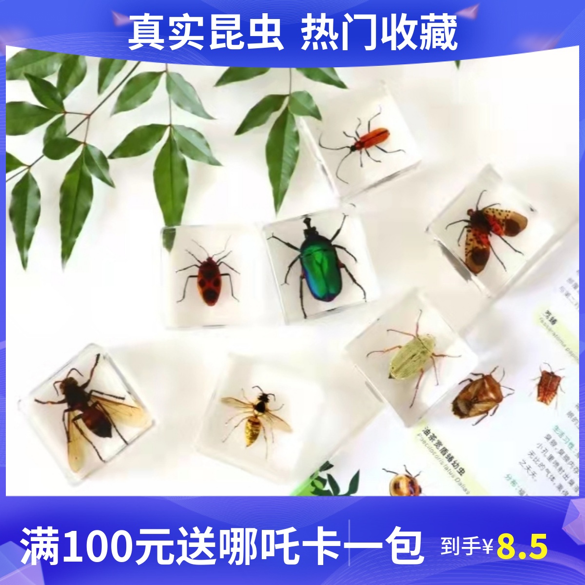幼儿园真实昆虫标本科学实验海洋生物蝴蝶动物甲虫类昆虫博物馆