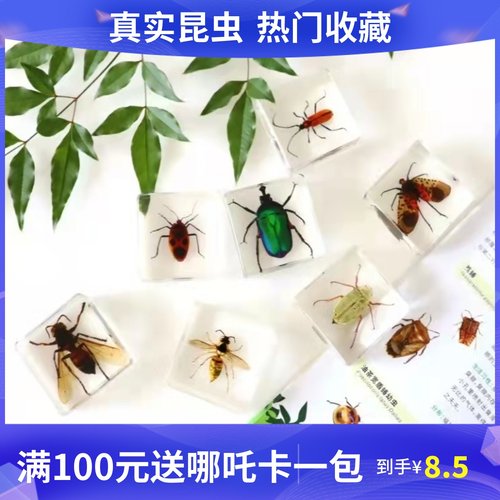 真实昆虫树脂幼儿园科普教学认知