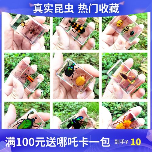 树脂包埋昆虫标本真动物套装