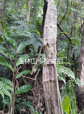 广西新晒干扁担藤扁藤铁带藤过江扁龙扁骨风腰带藤风湿铁打泡酒