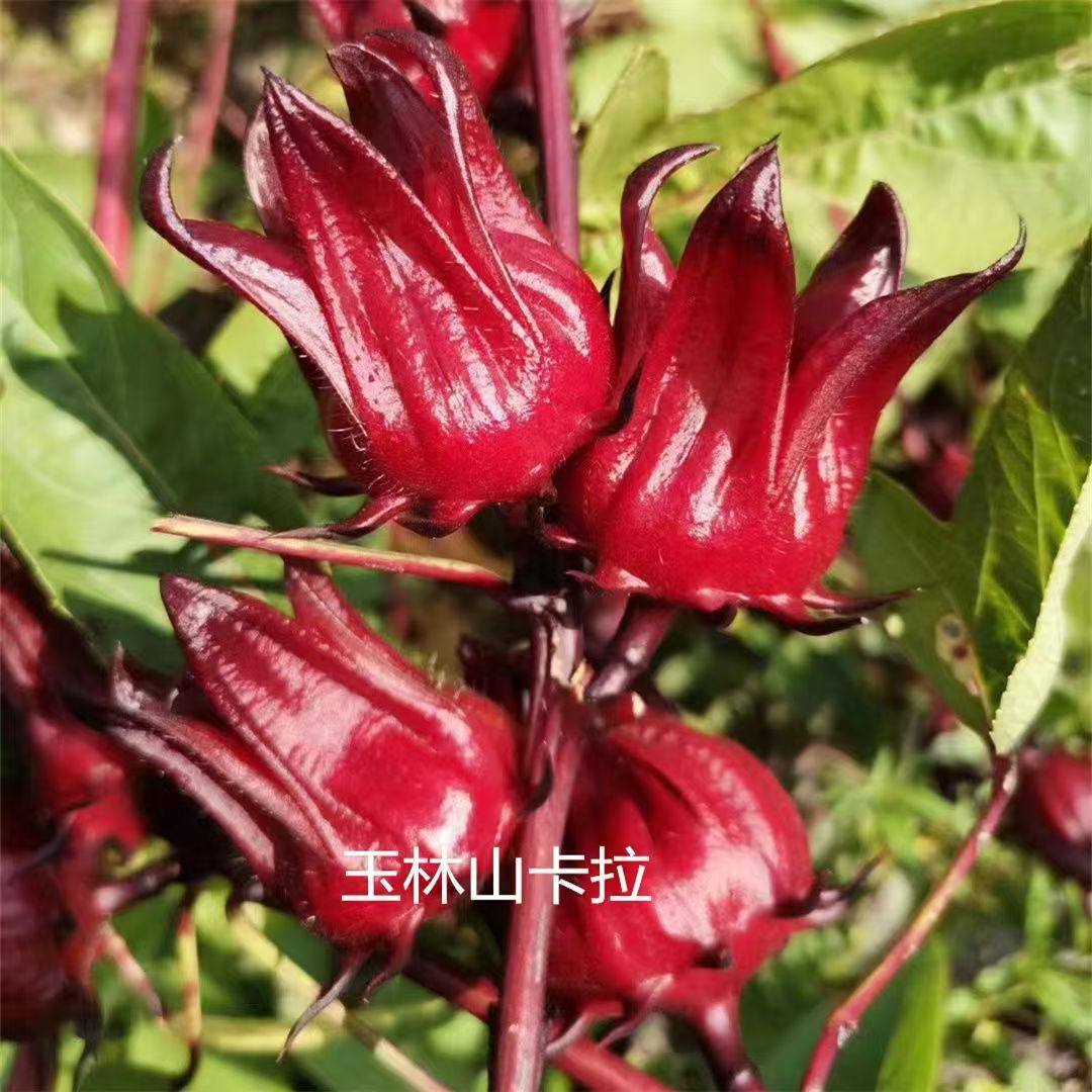 广西玉林红桃K干品 洛神花 玫瑰茄花果精品生鲜鲜果当天摘当天发