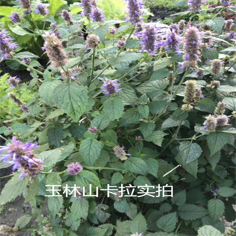 广西农村藿香中药材藿香枝叶干霍香藿香草藿香广藿香泡茶泡水味浓