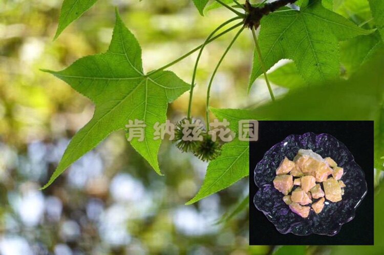 液态湖泊 Storesin/枫香脂10-50g/种子5粒装