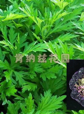 艾草 Artemisia argyi/干草叶10-50g/种子30粒装