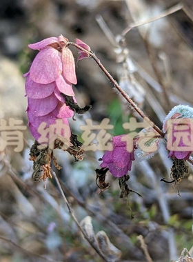 克里特白藓 Origanum dictamnus/岩爱草 精油1～5ml装