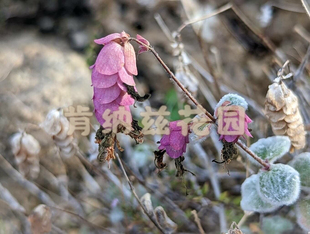 克里特白藓 Origanum dictamnus/岩爱草 精油1～5ml装