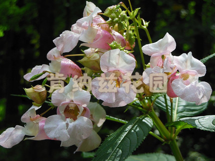 指甲花 Impatiens balsamina/凤仙花种子10-50粒装