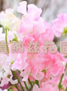 香豌豆 Lathyrus odoratus/种子5-10粒装