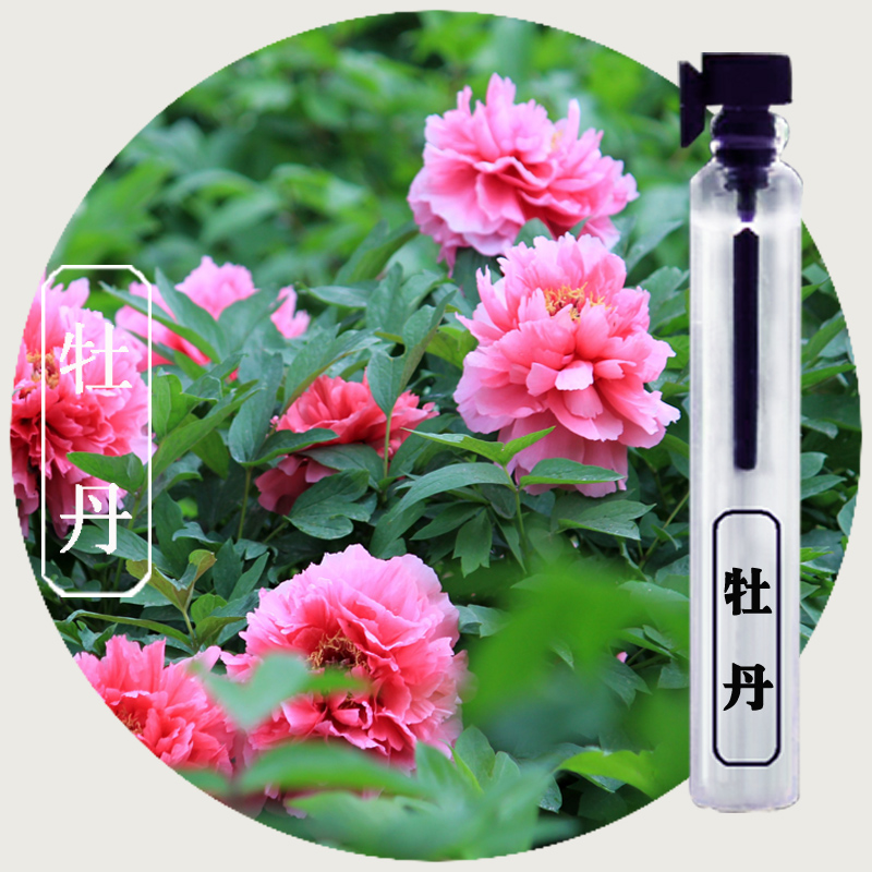 偶遇牡丹花味香水清新淡雅单一花香型女士淡香持久植物花果香调