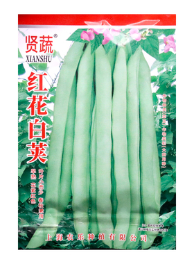 红花白荚架豆种子白荚四季豆种籽搭架四季豆蔓生菜豆绿白色刀豆籽