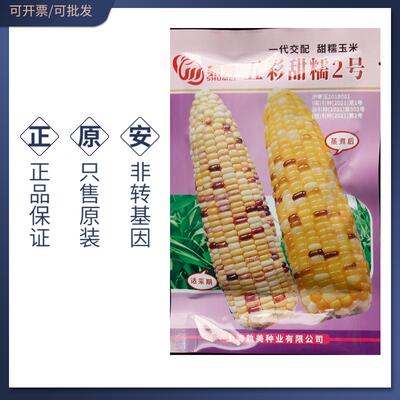 孰美五彩甜糯2号玉米种子