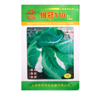 上海长征银冠110天白花椰菜种子紧花菜籽杂交晚熟花菜籽