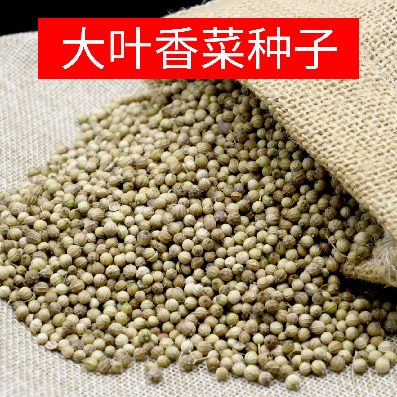 香菜种子大叶香菜籽芫荽籽四季香菜蔬菜种子味浓耐热散装