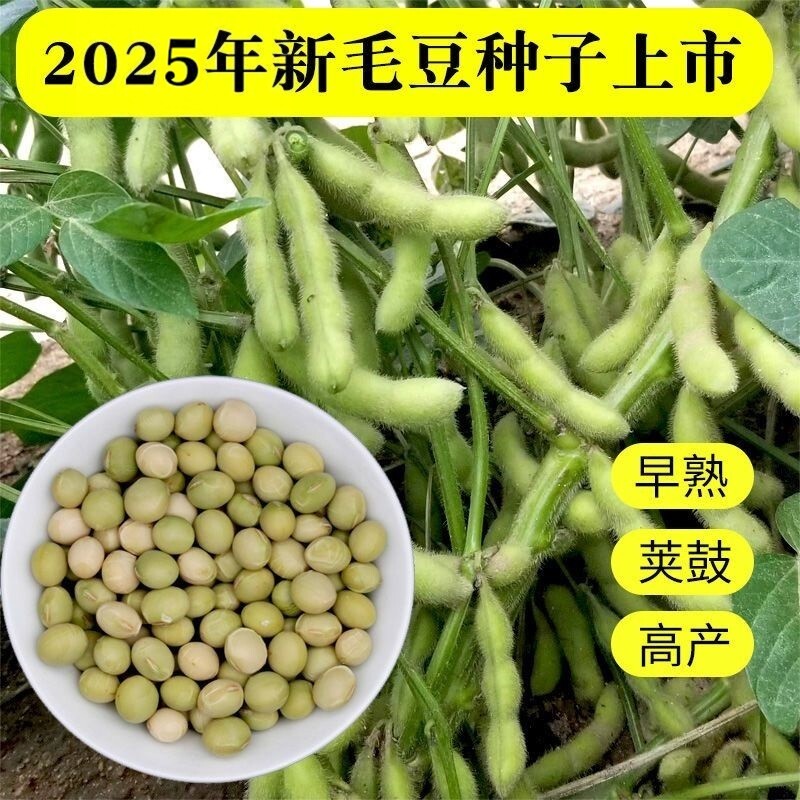 2025新鲜食毛豆种子种籽大豆种籽特早中晚熟大粒荚鼓高产