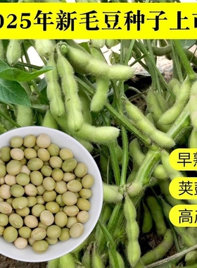 2025新鲜食毛豆种子种籽大豆种籽特早中晚熟大粒荚鼓高产