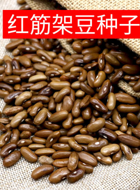 红筋架豆种子红筋四季豆种子