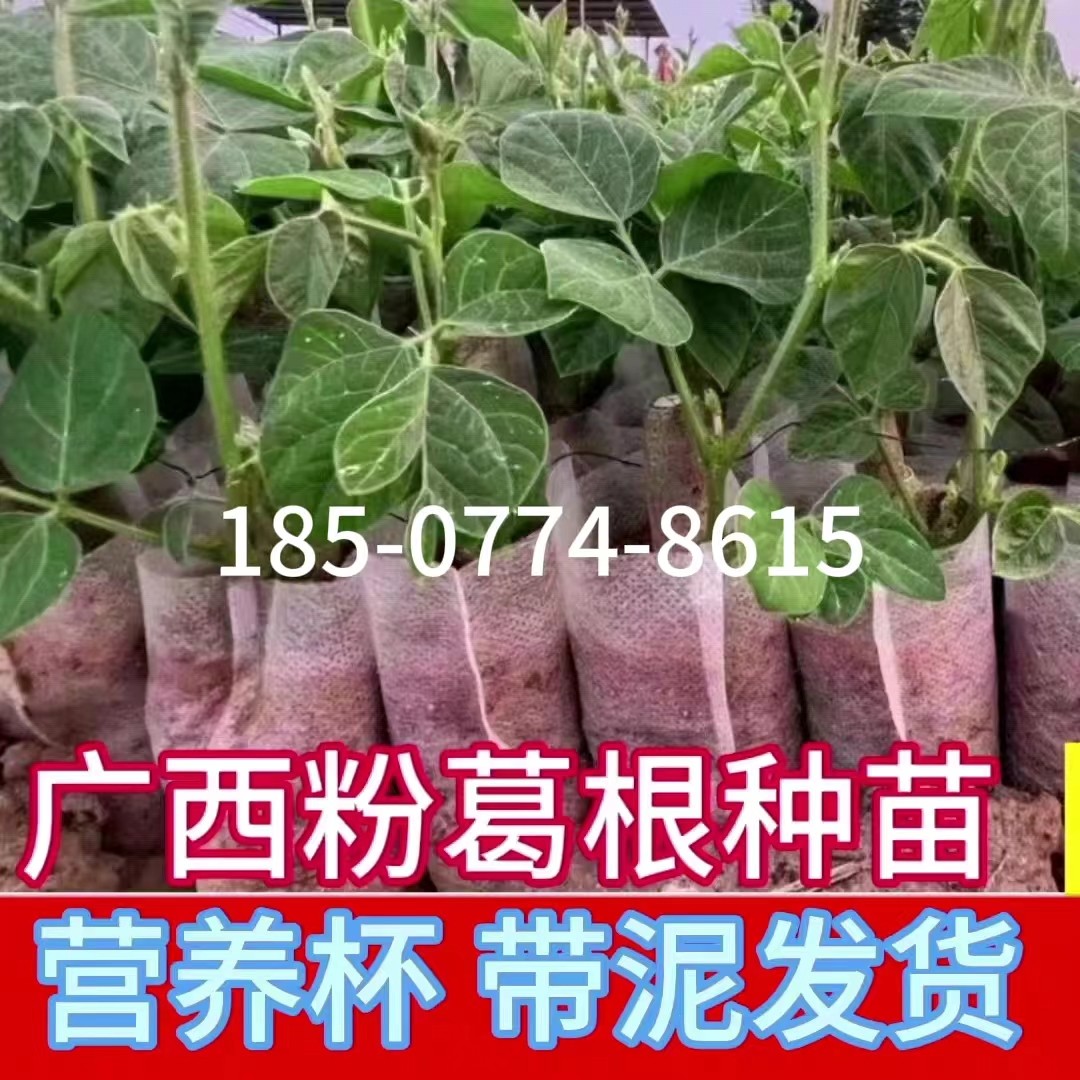 葛根苗子包邮广西藤县无渣黄金粉葛苗营养杯带土发货春播种子秧苗