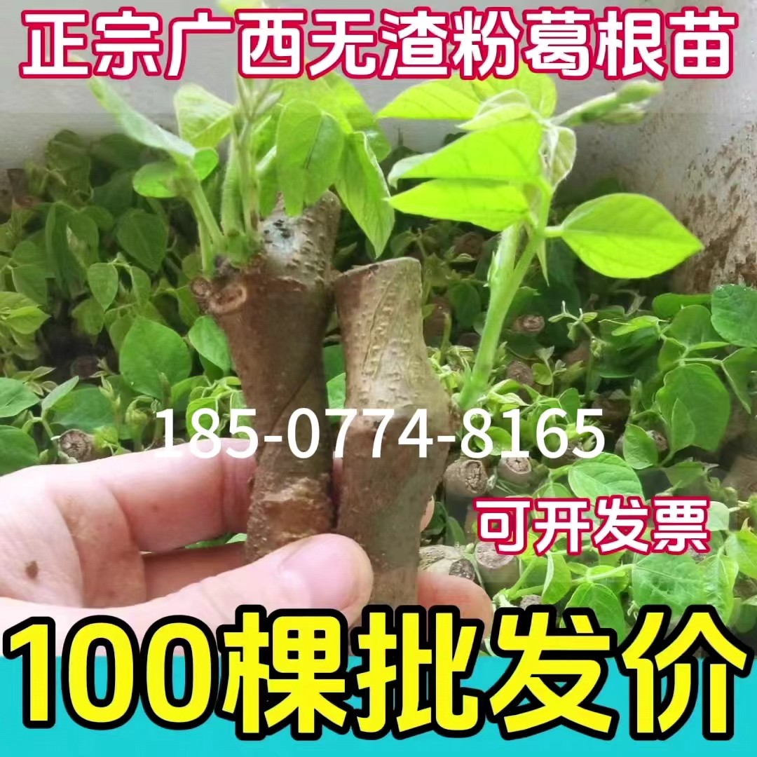 正宗葛根苗粉葛苗30棵广西藤县和平带芽种子种植绿化高产无渣种苗,鲜花速递/花卉仿真/绿植园艺,绿植,淘宝优惠券,粉丝福利购,淘宝优惠卷