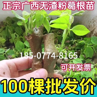 正宗葛根苗粉葛苗30棵广西藤县和平带芽种子种植绿化高产无渣种苗