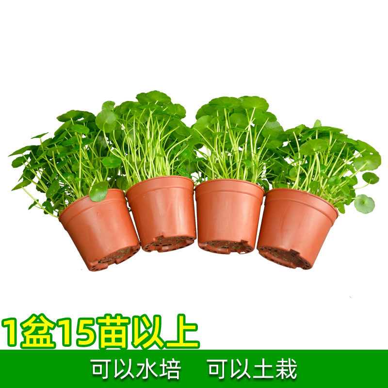 铜钱草金钱草水培植物丛生新手入门室内花盆栽绿植办公室水养花卉