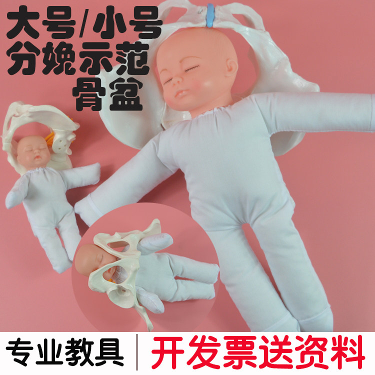 여성아동병원 조산 및 태아 난산|자연분만을 포함한 골반 모델 교육 및 분만 디스플레이 교육 모델