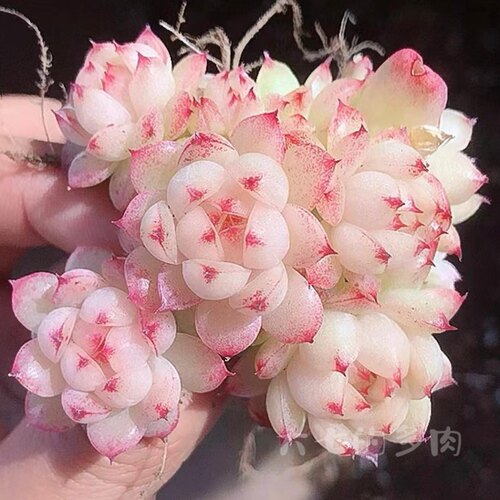 星宝石大七的多肉一物一拍