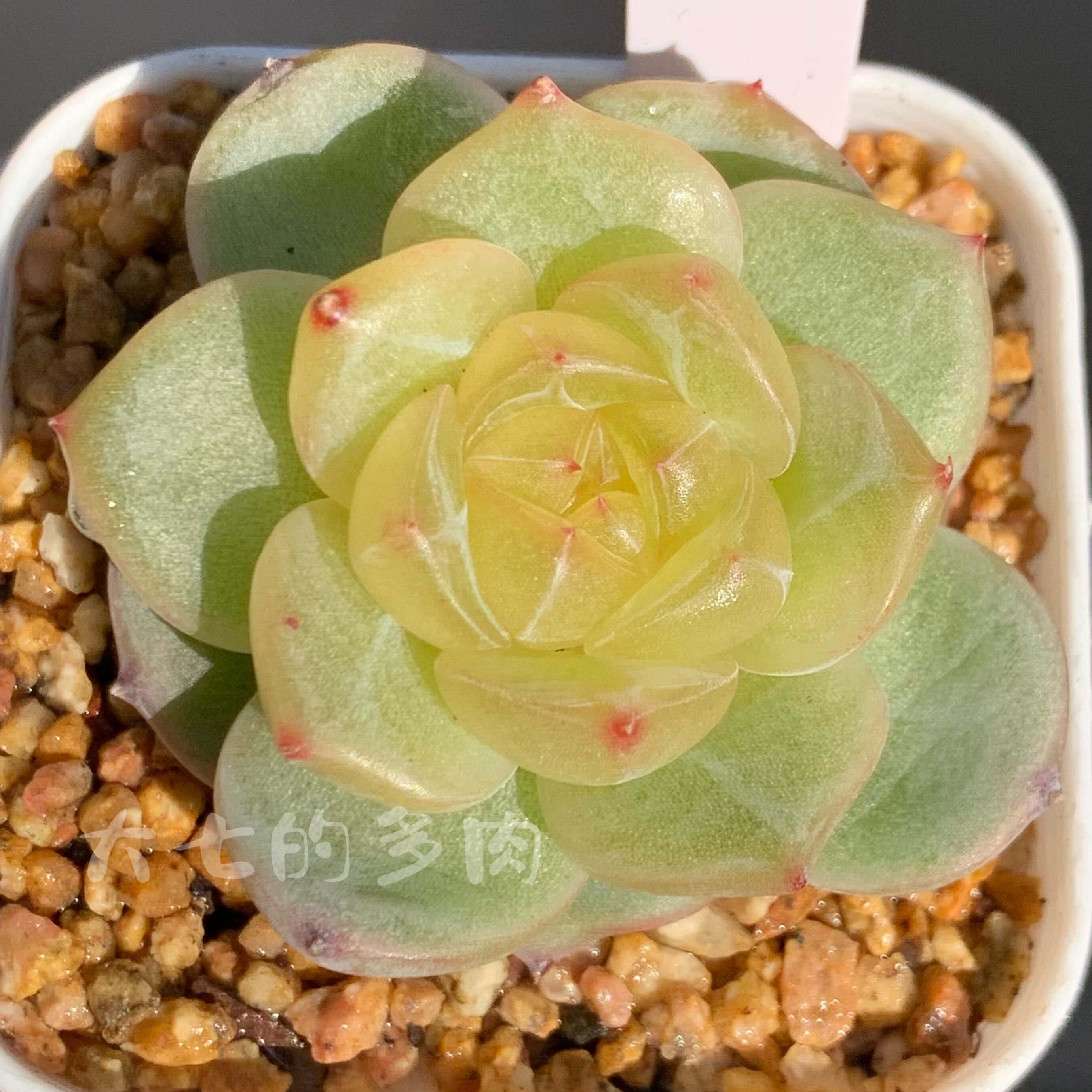 呱唧呱唧3013  柠檬珍妮 一物一拍 大七的多肉 多肉植物,鲜花速递/花卉仿真/绿植园艺,多肉植物,淘宝优惠券,粉丝福利购,淘宝优惠卷